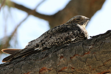 Common Nighthawk - Chordeiles minor