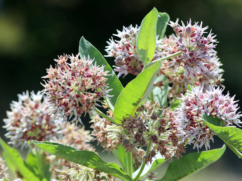 Showy Milkweed - Asclepias Speciosa