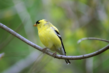 Chardonneret