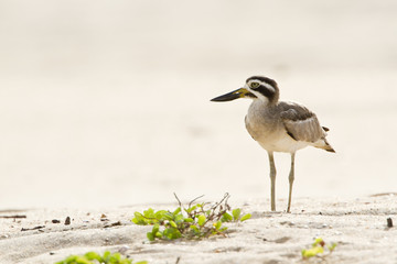 Obraz premium Great Thick-knee .in Pottuvil, Sri Lanka