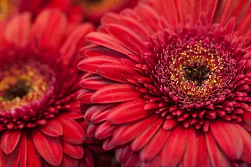 Photo sur Aluminium Gerbera Macro de fleur de gerbera rouge
