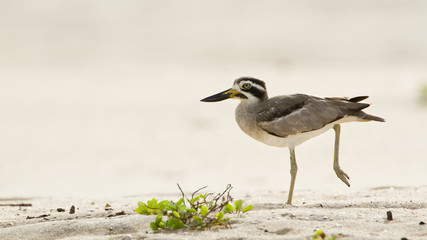 Great Thick-knee .in Pottuvil, Sri Lanka