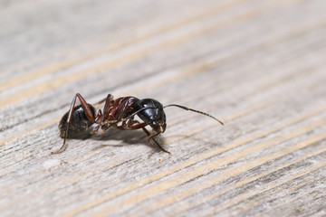 animals ant