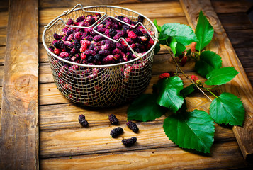 the berries of an organic mulberry
