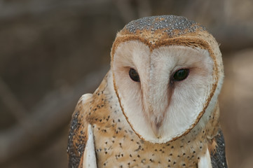 Barn Owl