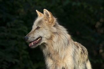 Fototapeta premium Timber Wolf / Gray Wolf / Grey Wolf 