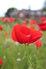 Obraz premium Poppies in Wild Flower Meadow, Yorkshire, England.