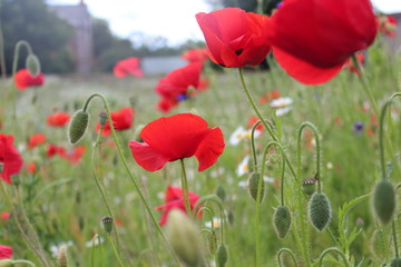 Poppies in Wild Flower Meadow, Yorkshire, England.