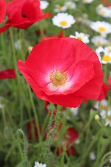 Poppies in Wild Flower Meadow, Yorkshire, England.