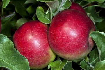 Red apples on the tree in an orchard