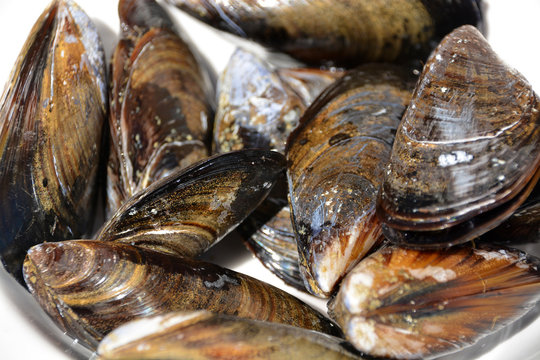 plato de mejillones