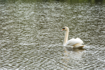 White swan