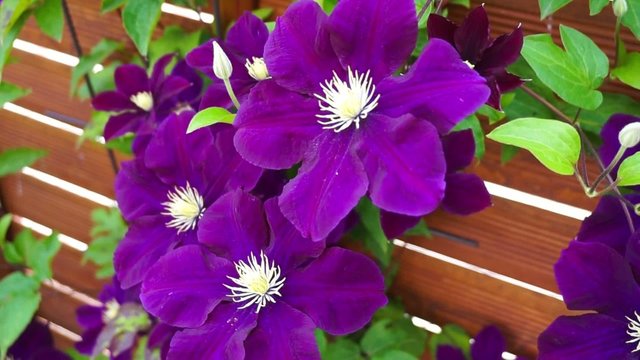 gro&szlig;e violette Clematisbl&uuml;ten