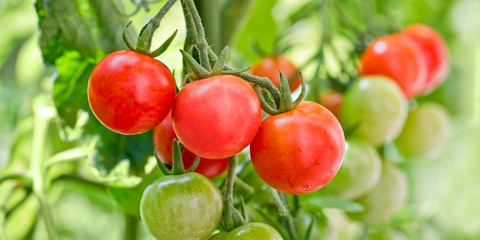 Close up of cherry tomatoes growing in a vegetable garden