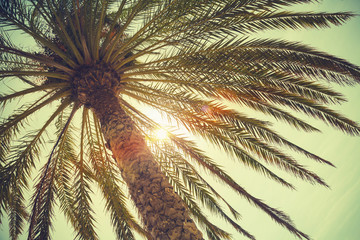 Palmboom en stralende zon over heldere hemel