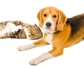 Portrait of a beagle and cat Scottish Fold together