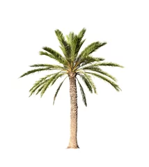 Keuken foto achterwand Palmboom Grote palmboom geïsoleerd op wit