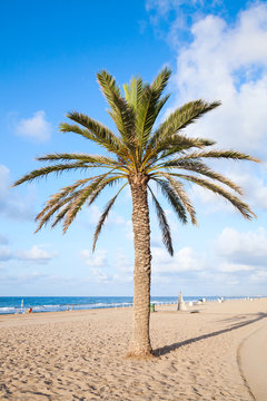 Palm tree grow on empty sandy beach