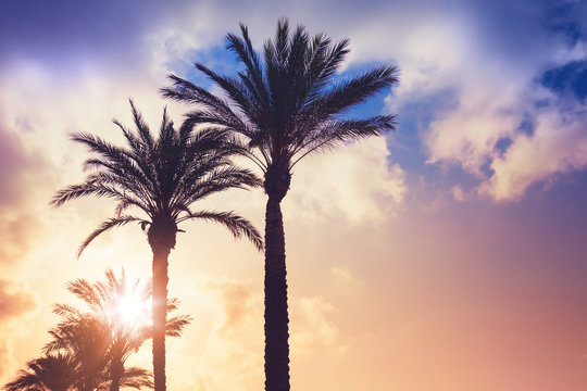 Palm trees and shining sun over cloudy sky