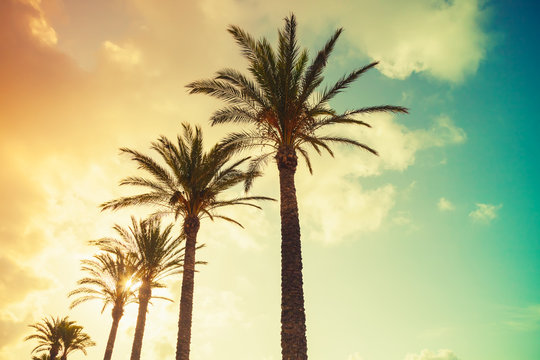 Palm trees, shining sun on cloudy sky background