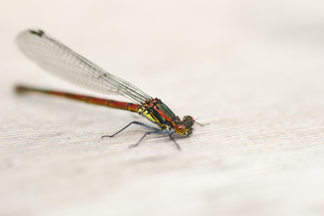 dragonfly