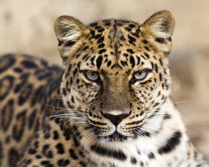 close up portrait of an Amur leopard making eye contact