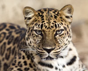 Gordijnen close up portrait of an Amur leopard making eye contact © Patrick Rolands