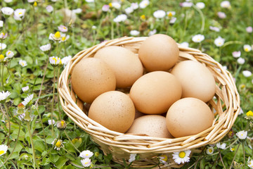 eggs in the field