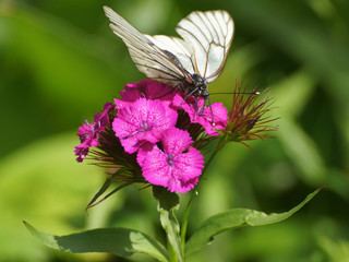 Бабочка на цветке
