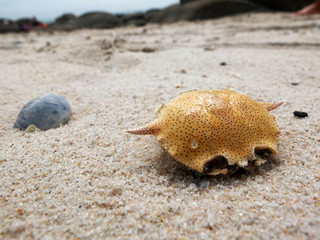 Dry dead crabs on the huahin beach.