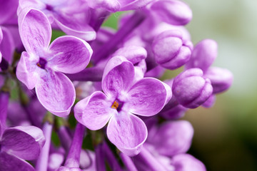 Naklejka na ściany i meble Macro image of spring lilac violet flowers