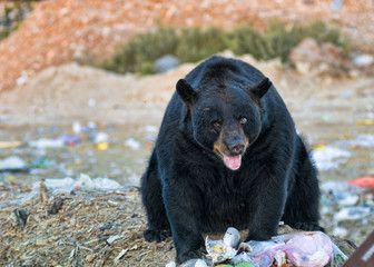 black bear at a garbage dump