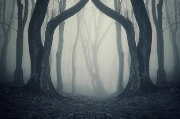 Gordijnen Bomen in het bos © andreiuc88