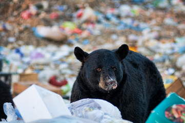 black bear at a garbage dump