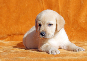 nice yellow labrador puppy on orange background