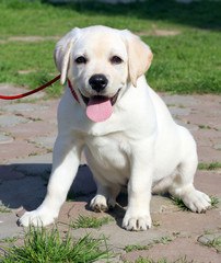 yellow happy labrador puppy in garden