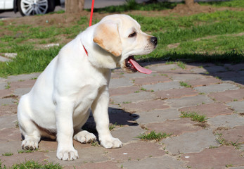 a yellow happy labrador puppy in garden