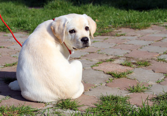 the yellow happy labrador puppy in garden