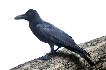 Fototapeta premium Crow on a tree