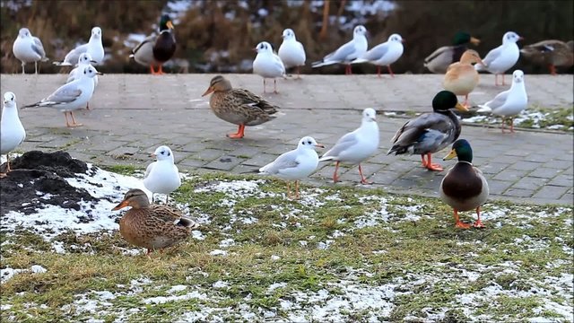 M&ouml;wen und Enten Stockenten am Deich mit schnee im winter  
