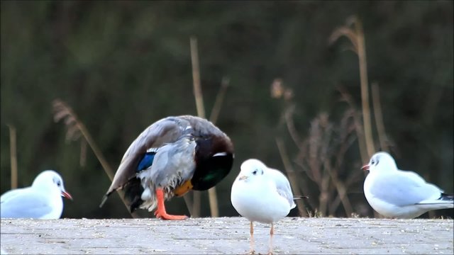 Erpel Stockente und M&ouml;wen auf Gehweg
