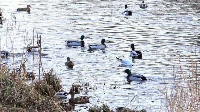 enten und m&ouml;wen schwimmen im wasser am ufer im winter
 