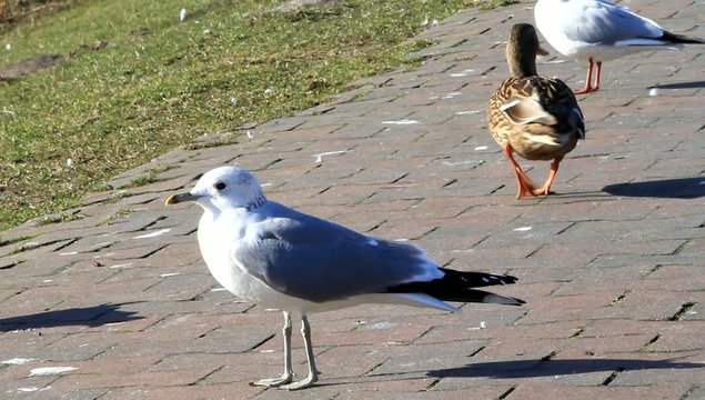 M&ouml;wen und Ente Stockente am Deich,  Anas platyrhynchos, Larus ridibundus 
