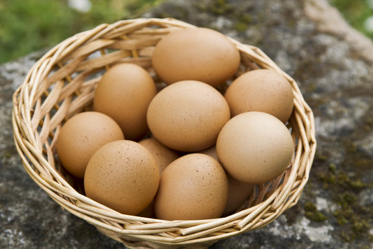 eggs in the field
