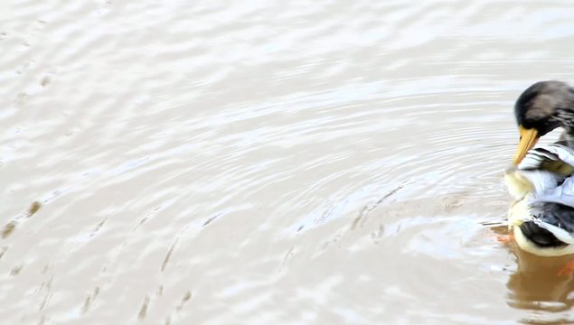 erpel stockente schwimmt im wasser und putzt sich
