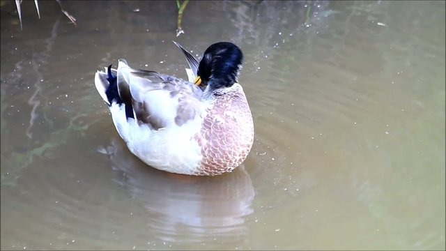 ente putzt dihr gefieder im wasser am ufer
