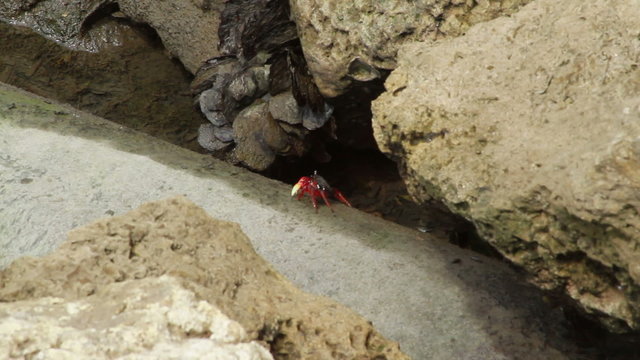 Miami Florida red crab eating on rocks 