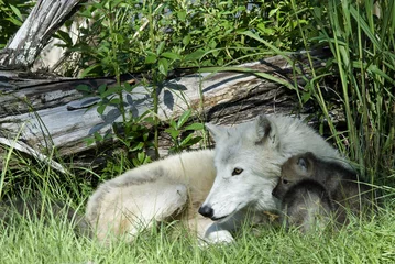 Crédence de cuisine en verre imprimé Loup Arctic wolf mother with puppies