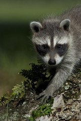 Naklejka premium Baby Raccoon 