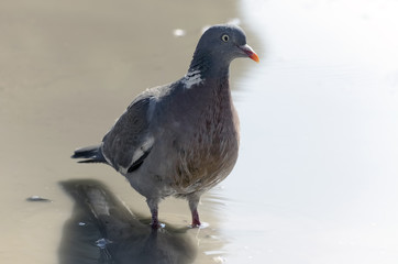 Pigeon walks over wet floor
